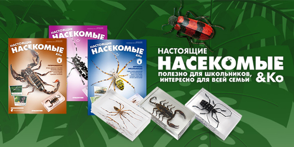 Ребенок увлекается насекомыми что подарить. Смотреть фото Ребенок увлекается насекомыми что подарить. Смотреть картинку Ребенок увлекается насекомыми что подарить. Картинка про Ребенок увлекается насекомыми что подарить. Фото Ребенок увлекается насекомыми что подарить